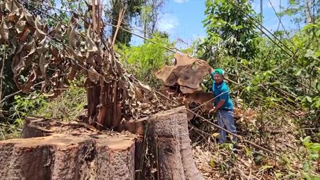 Kon Tum điều tra vụ phá rừng trái phép
