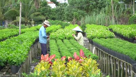 Làng hoa Sa Đéc bước vào vụ mùa sản xuất cuối năm