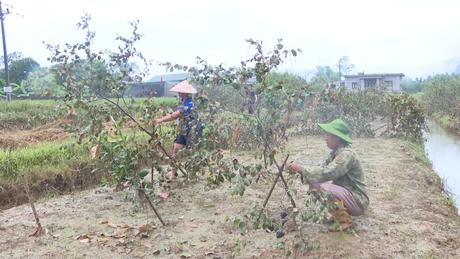 Lạng Sơn khôi phục sản xuất nông nghiệp sau lũ