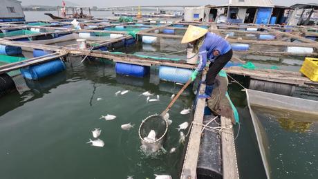 Cá chết hàng loạt trên sông Chà Và