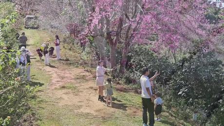 Đà Lạt quyến rũ trong mùa mai anh đào cuối năm