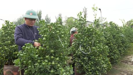 Vựa quất Ninh Bình tất bật chuẩn bị vụ Tết