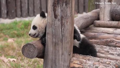 Gấu trúc con khuấy động năm mới tại Thành Đô, Trung Quốc