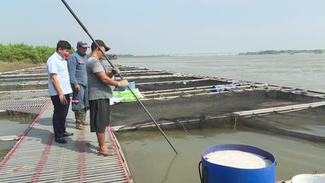 Phát triển bền vững nghề nuôi cá lồng trên sông Hồng
