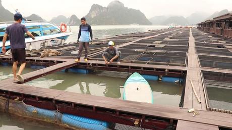 Hải Phòng thúc đẩy nuôi biển công nghiệp