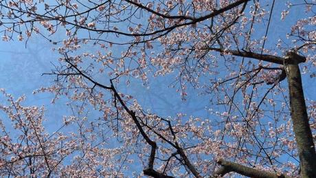 Lễ hội hoa anh đào Angyo tại chùa Mitsuzoin, Nhật Bản