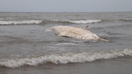 Xác cá voi dài 8m, dạt vào bờ biển Nghệ An