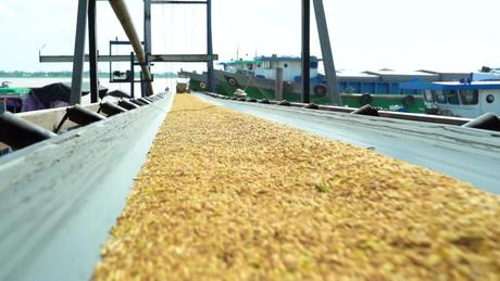 Doanh nghiệp xuất khẩu gạo sẵn sàng cung cấp thông tin cho Philippines