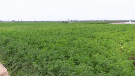 Cà rốt được mùa, đầu ra ổn định