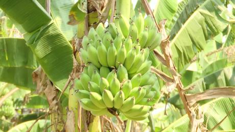 Quảng Trị: Mã số vùng trồng, nâng tầm nông sản xuất khẩu