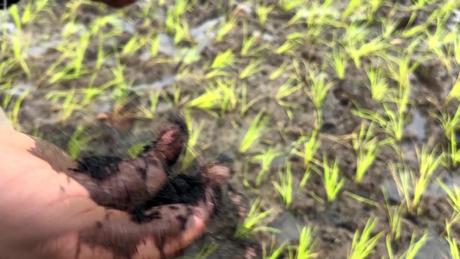 Tham chiếu: Lời giải cho “cơn sốt” giá phân bón