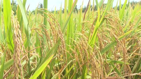 Gạo phát thải thấp: “Mắt xích” quan trọng trên hành trình net zero