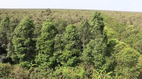 NetZero-Giao dịch tín chỉ carbon rừng có hành lang pháp lý riêng từ tháng 7 tới