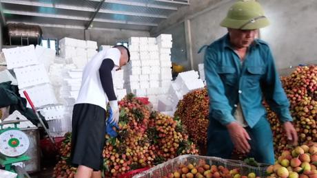 Nông dân Bắc Ninh tất bật thu hoạch vải sớm
