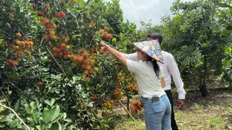 Mùa trái chín ở Đồng Nai, nông dân tăng thu nhập nhờ du lịch vườn